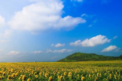 Chủ cần bán lô đất đại lộ 29/3 khu đô thị hòa xuân cẩm lệ Tp Đà Nẵng Chủ cần bán lô đất đại lộ 29/3 khu đô thị hòa xuân cẩm lệ Tp Đà Nẵng